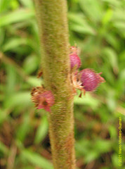 Miconia sericea