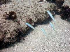 Ptereleotris monoptera