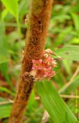 Miconia sericea