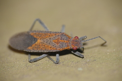 Jadera choprai