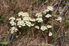 Triphysaria floribunda