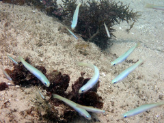 Ptereleotris monoptera