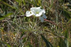 Erysimum concinnum