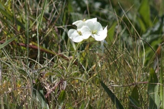 Erysimum concinnum