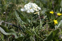 Erysimum concinnum
