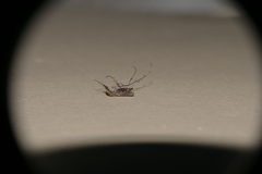 Aedes albifasciatus