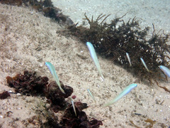 Ptereleotris monoptera