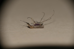 Aedes albifasciatus