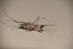 Aedes albifasciatus