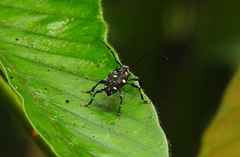 Acanthoderes daviesii