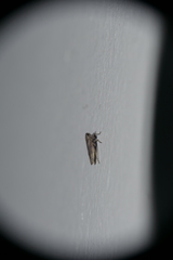 Exitianus obscurinervis