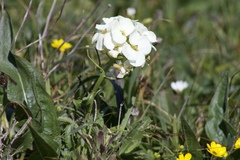 Erysimum concinnum