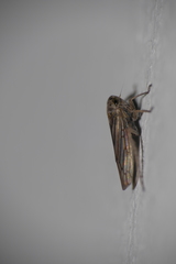 Exitianus obscurinervis