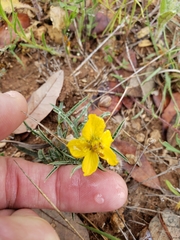Senna pumilio