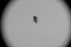 Exitianus obscurinervis