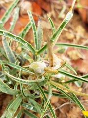 Senna pumilio