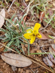 Senna pumilio