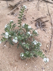 Cryptantha crassisepala crassisepala