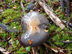 Cortinarius taylorianus
