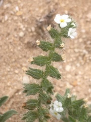 Cryptantha crassisepala crassisepala