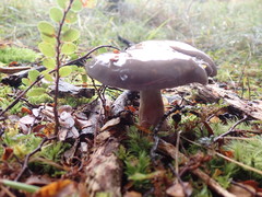 Cortinarius taylorianus
