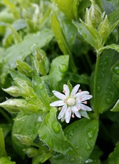 Stellaria corei