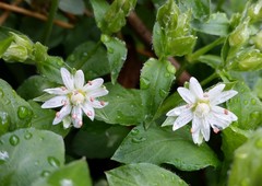 Stellaria corei