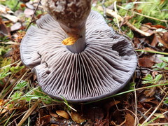 Cortinarius taylorianus
