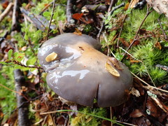 Cortinarius taylorianus