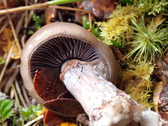 Cortinarius taylorianus