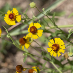 Helenium elegans