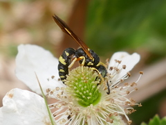 Philanthus ventilabris