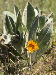 Wyethia helenioides