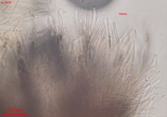 Proliferodiscus pulveraceus