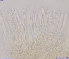 Proliferodiscus pulveraceus