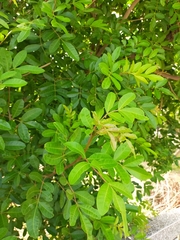 Schinus terebinthifolia