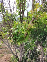 Schinus terebinthifolia