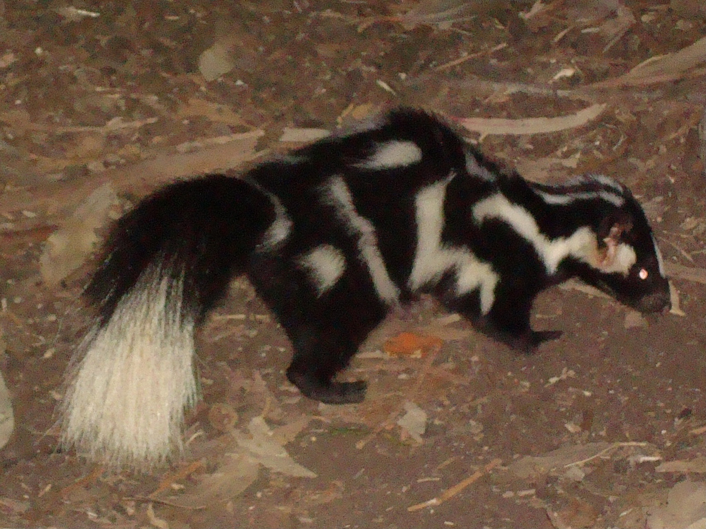 Western Spotted Skunk
