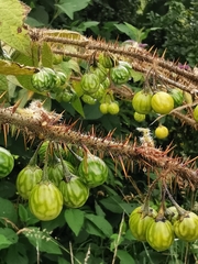 Solanum acerifolium