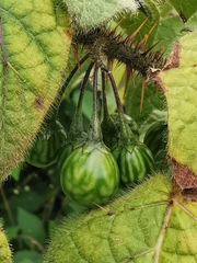 Solanum acerifolium