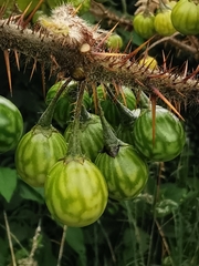 Solanum acerifolium
