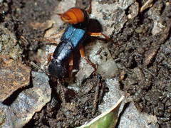 Dinothenarus saphyrinus