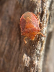 Dendrocoris