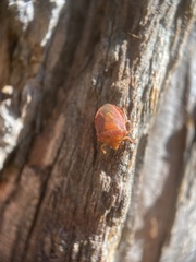 Dendrocoris