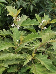 Solanum stellatiglandulosum