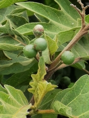 Solanum stellatiglandulosum