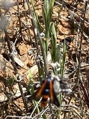 Synanthedon polygoni