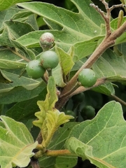 Solanum stellatiglandulosum