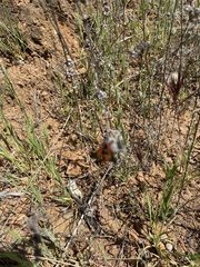 Synanthedon polygoni