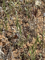 Synanthedon polygoni